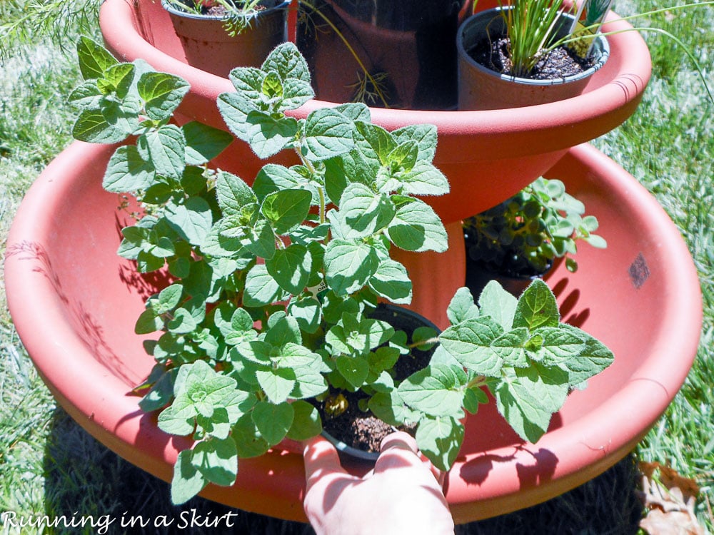 Oregano in the herb tower garden.