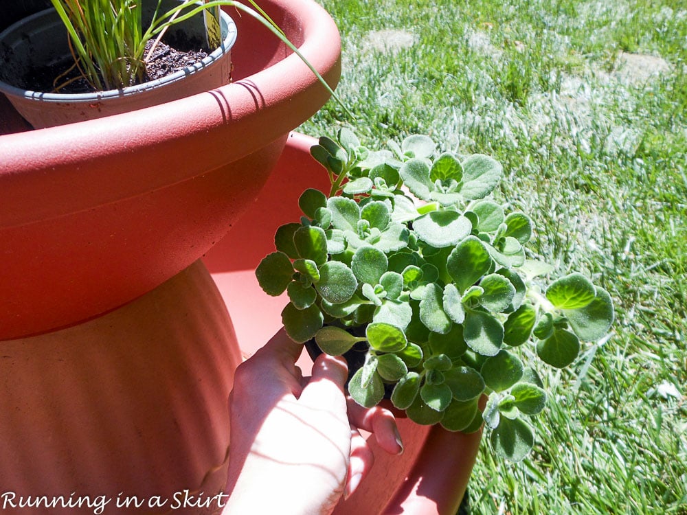 Shot showing how to plant the oregano.