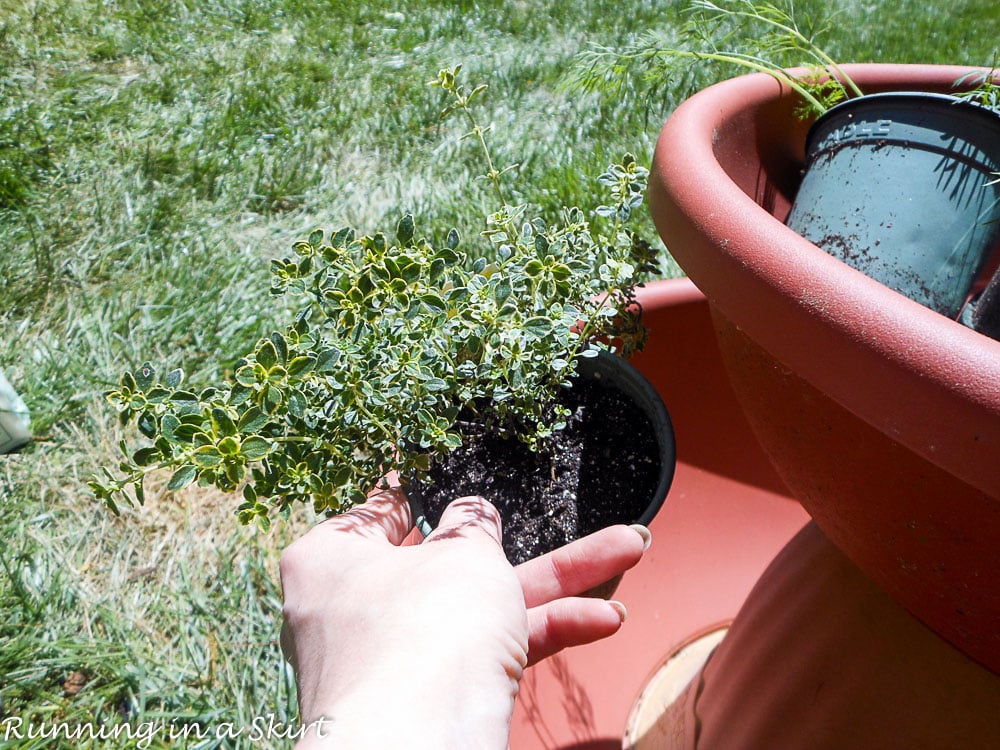 How to Make and Herb Tower shot showing how to plant thyme.