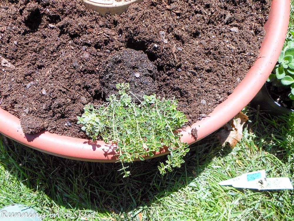 Planting the thyme.