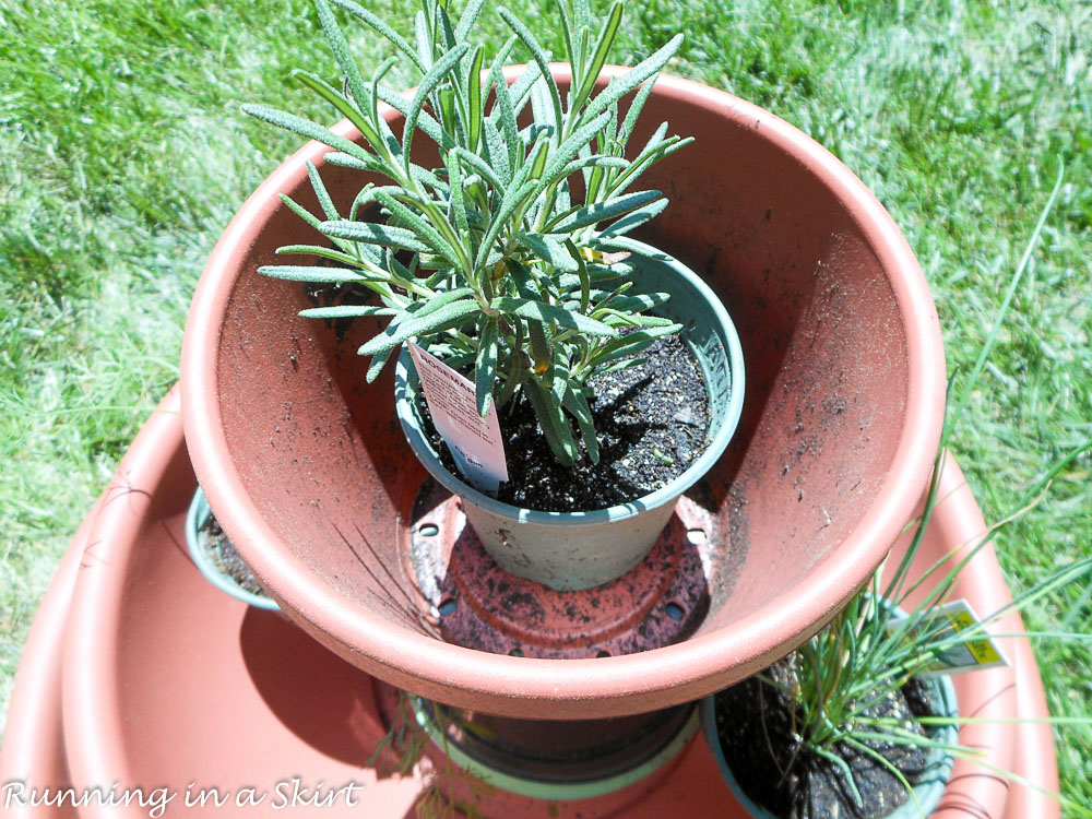 Rosemary in a pot.