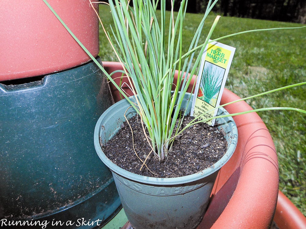 Chives in the pot.