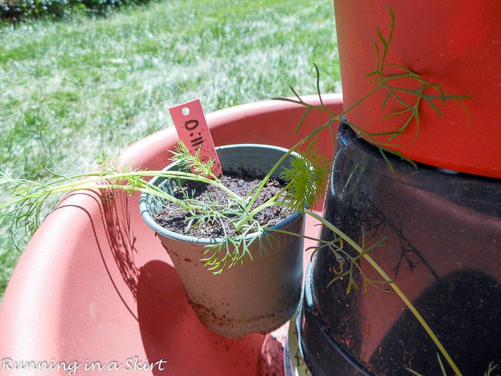 Dill in the herb tower garden.