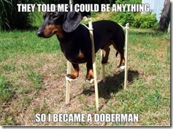 dachshundslitls