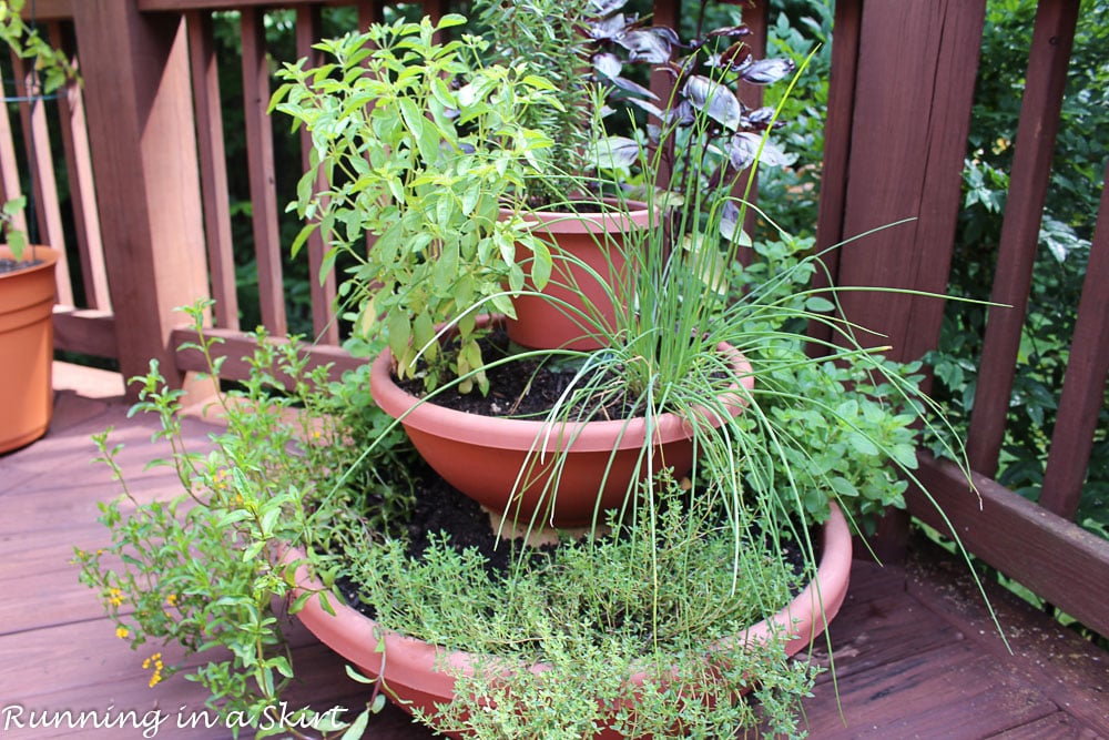 Close up of herbs in the pots.