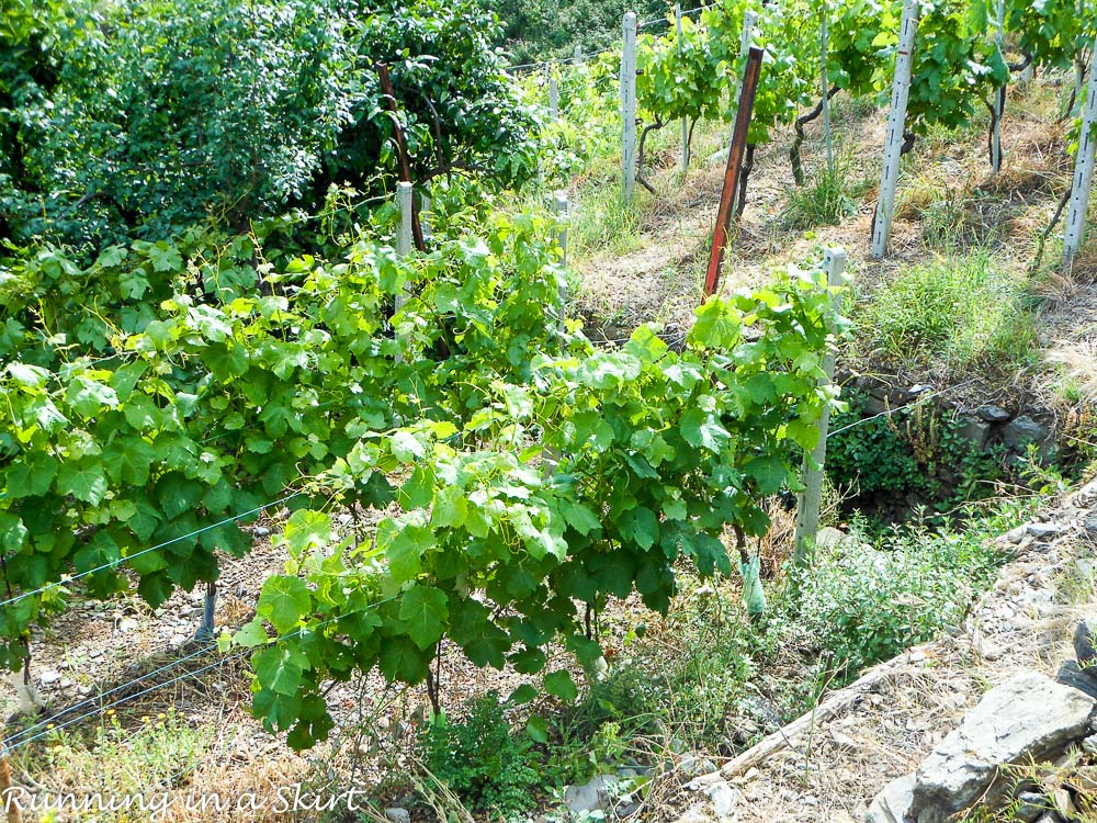 Cinque Terre in May - 2 Days in Cinque Terre- What to see, do, eat & drink! / Running in a Skirt