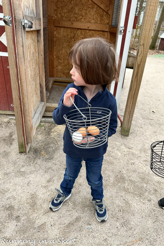 Egg collection at The Farmyard.