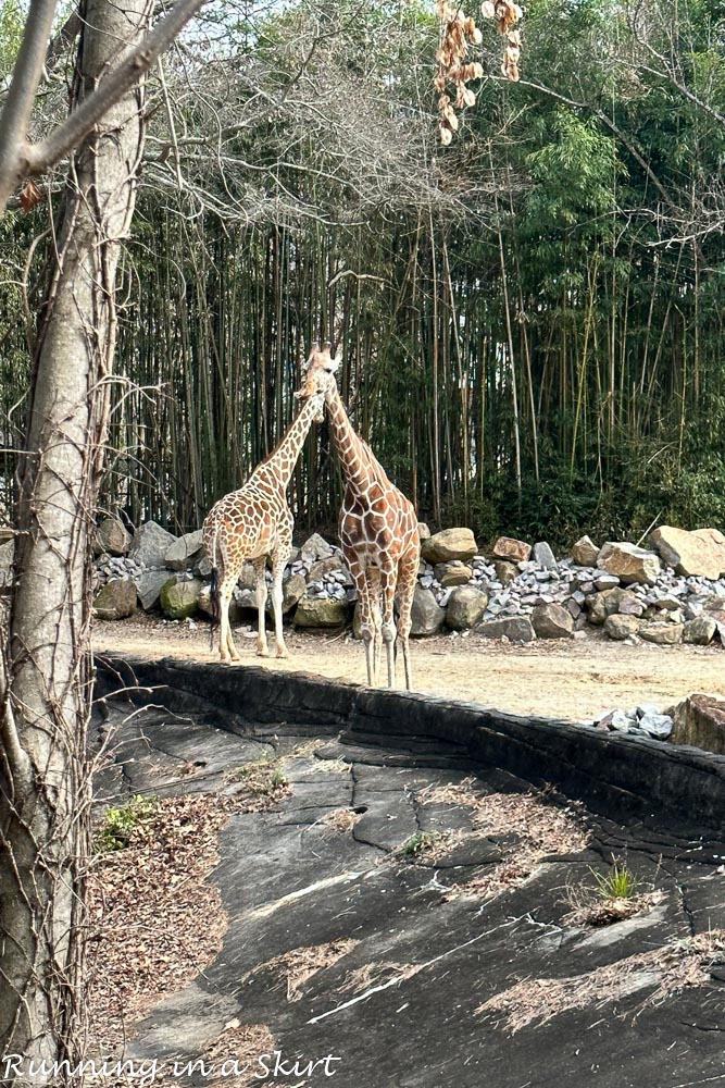 Giraffes at Riverbanks Zoo Columbia SC.
