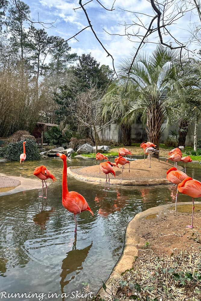 Flamingos