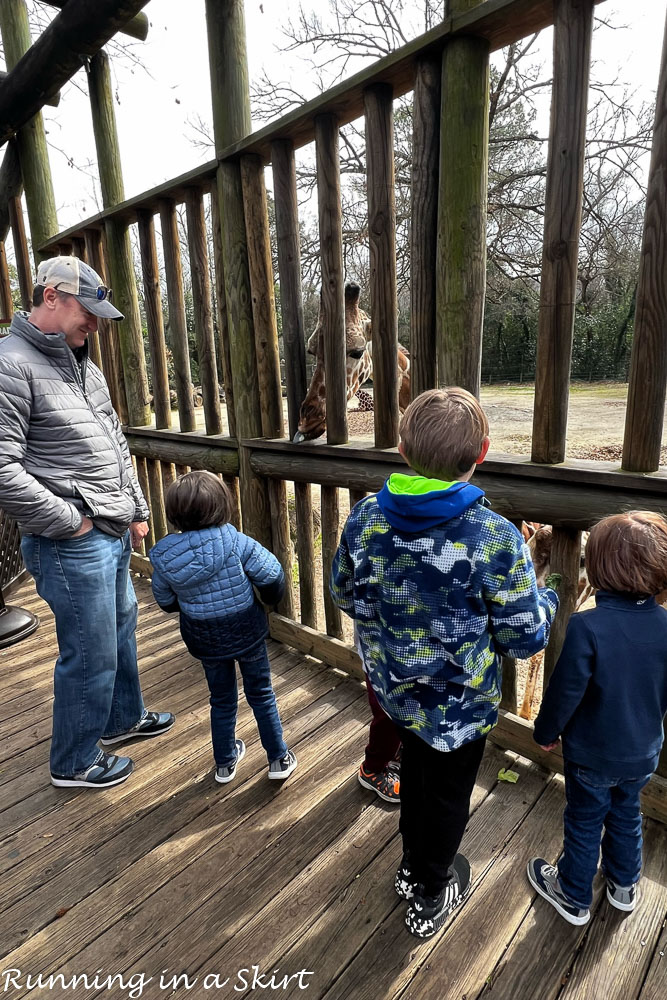 Giraffe feeding area.