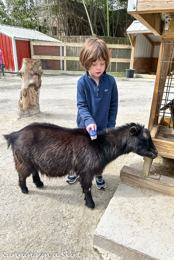 Petting zoo area.