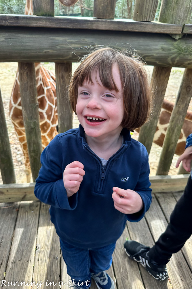 Giraffe feeding at Riverbanks Zoo Columbia SC - Columbia Zoo.