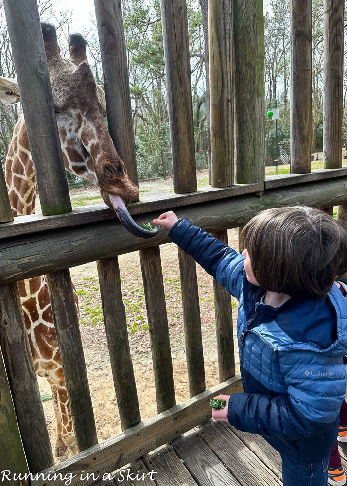 Kid feeding the giraffe at Columbia Zoo.