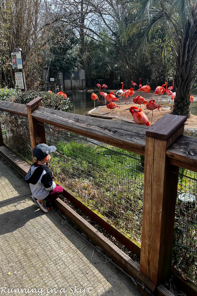 Riverbanks Zoo Travel Guide - What to See & Do « Running in a Skirt