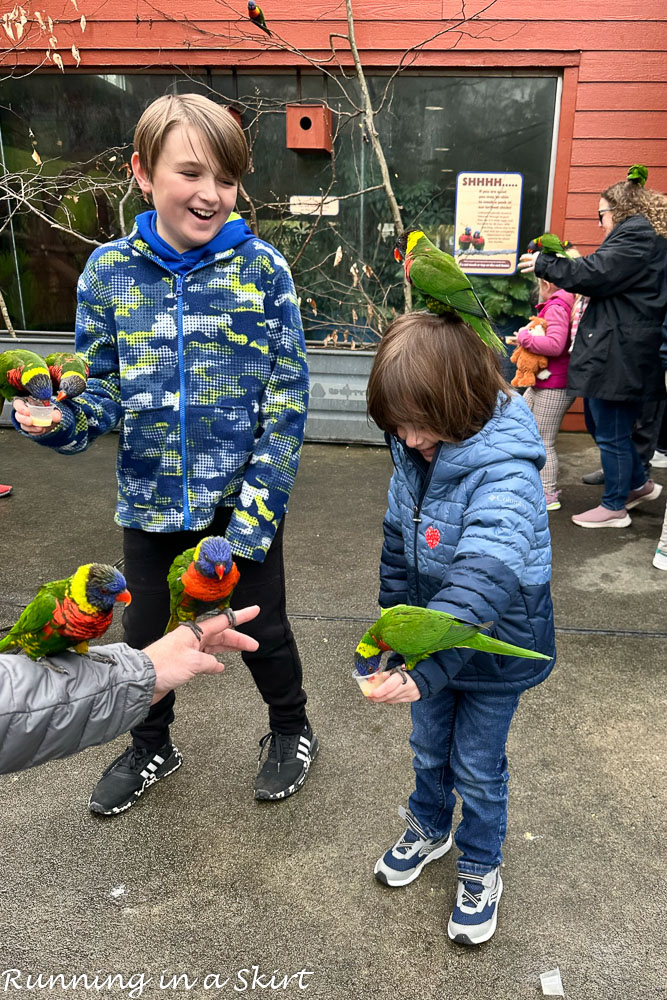 Lorikeet Feeding area.