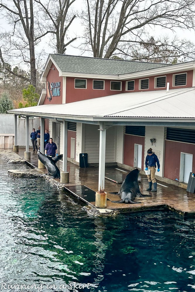 Sea Lion Landing