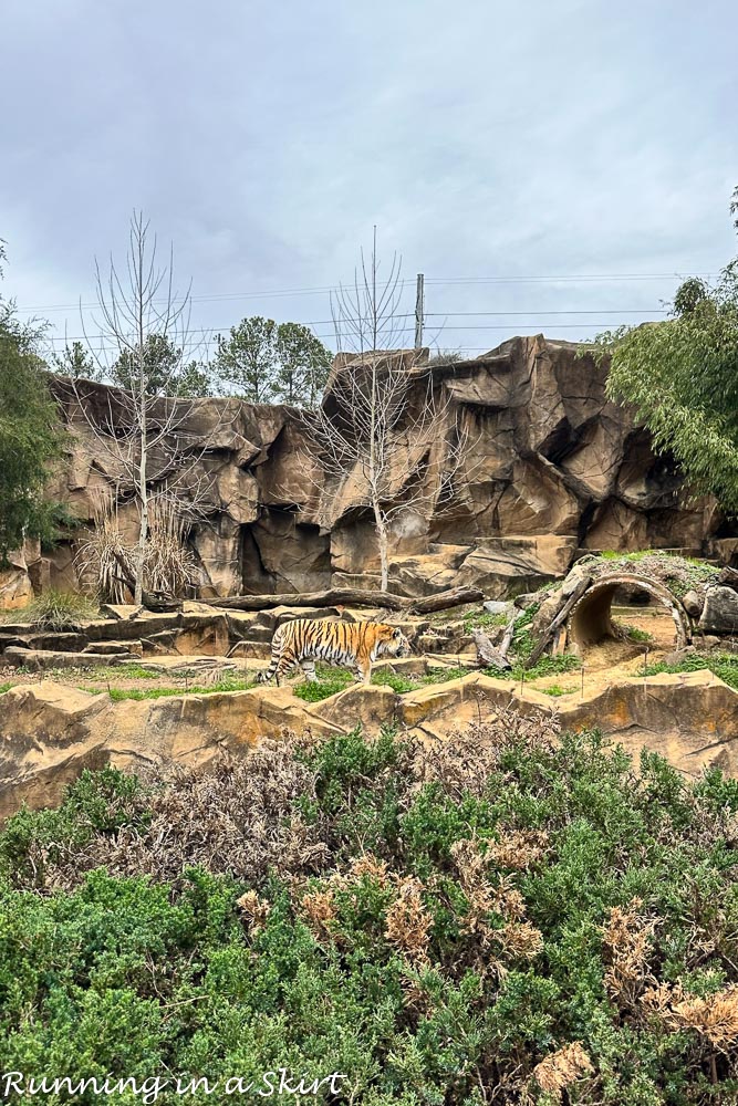 Tiger Riverbanks Zoo Columbia SC - Columbia Zoo