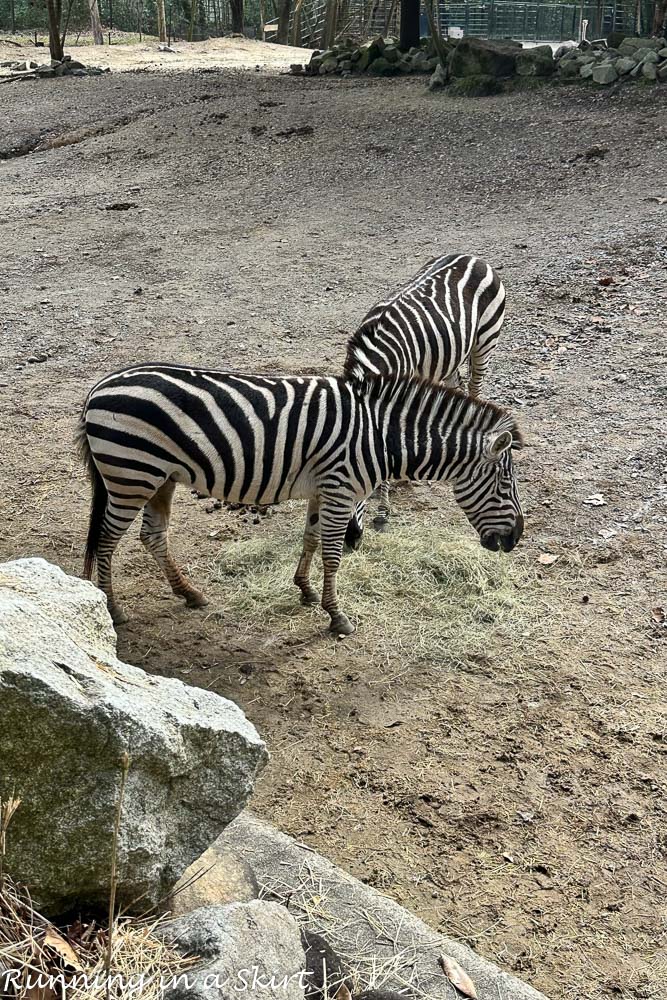 Zebras Riverbanks Zoo Columbia SC - Columbia Zoo