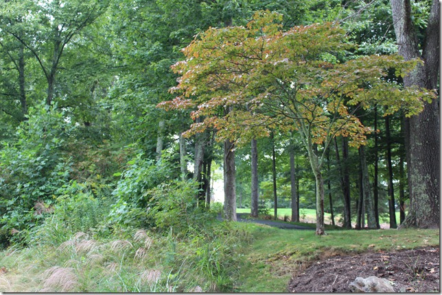 blackbeanfall 089