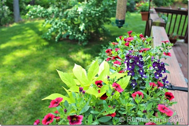 Flowers suggetions and ideas for a Full Sun Deck or Window Box - easy to find options and design!/ Running in a Skirt