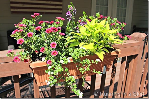 Flowers suggetions and ideas for a Full Sun Deck or Window Box - easy to find options and design!/ Running in a Skirt