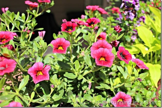 Flowers suggetions and ideas for a Full Sun Deck or Window Box - easy to find options and design!/ Running in a Skirt