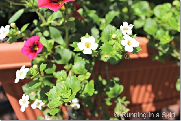 Flowers suggetions and ideas for a Full Sun Deck or Window Box - easy to find options and design!/ Running in a Skirt