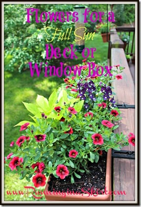 Flowers suggetions and ideas for a Full Sun Deck or Window Box - easy to find options and design!/ Running in a Skirt