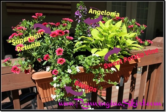 Flowers suggetions and ideas for a Full Sun Deck or Window Box - easy to find options and design!/ Running in a Skirt