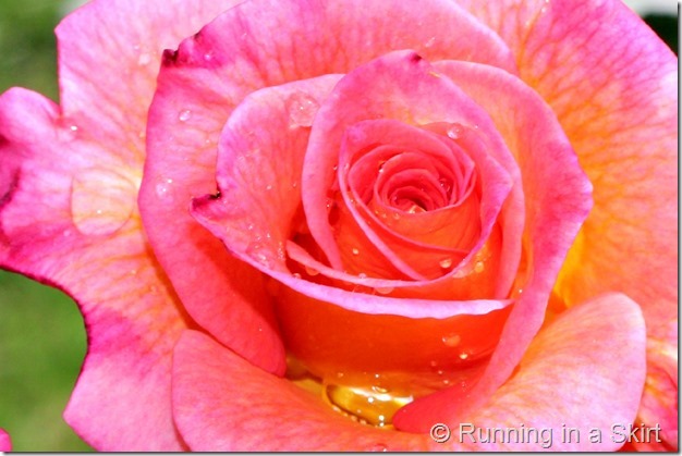 pinkrose3