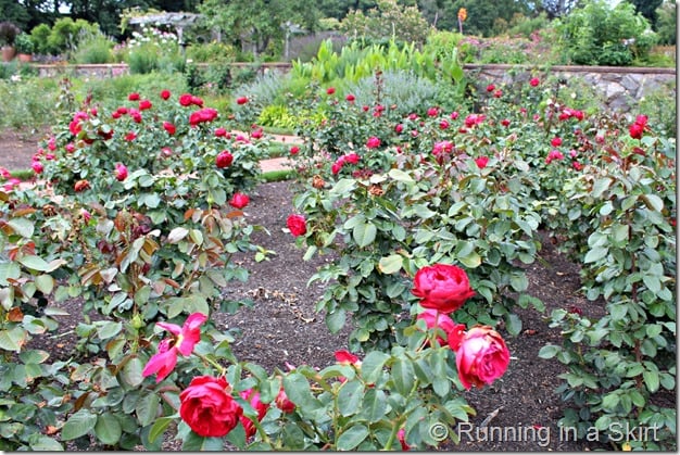 Biltmore_Gardens_rose