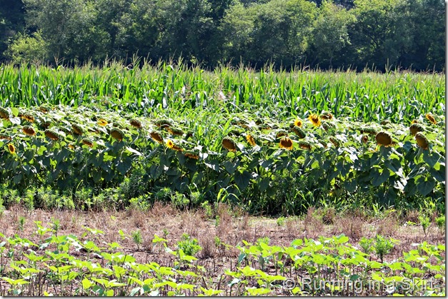 Biltmore_Sunflowers