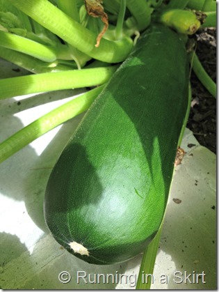 giant_zucchini