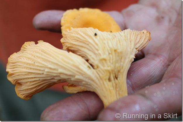 chanterelles_mushroom_hunting