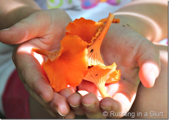 chantrelles_mushroom_hunting