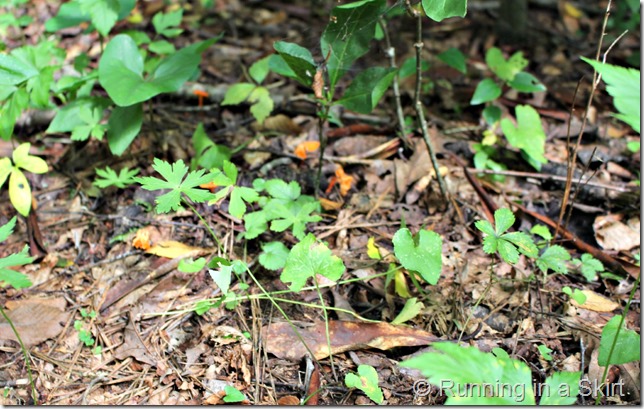 mushroom_hunting_ground