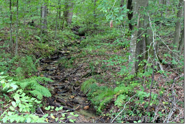 mushroom_hunting_woods