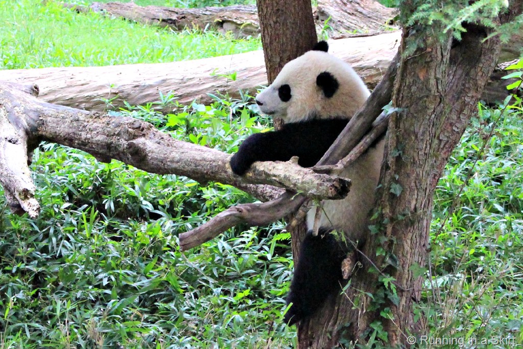 In Search of Pandas at the National Zoo « Running in a Skirt