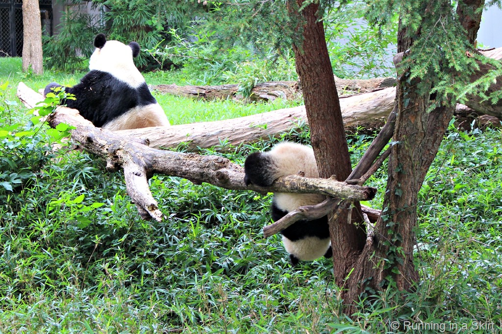 In Search of Pandas at the National Zoo « Running in a Skirt