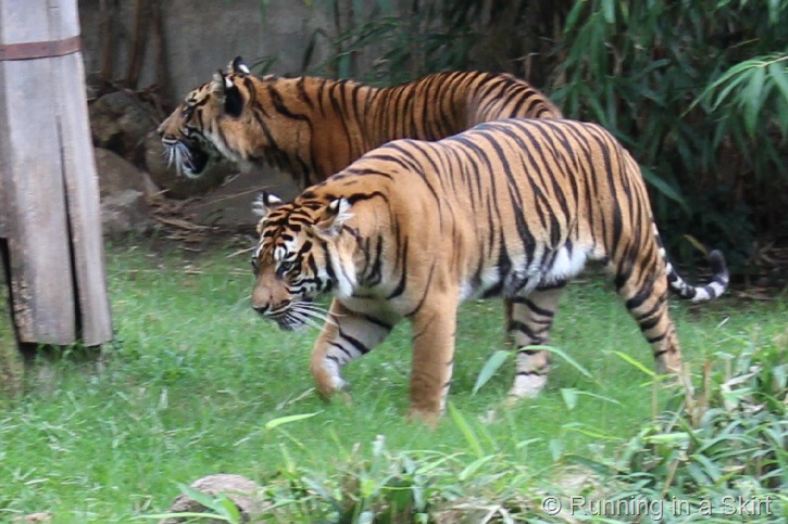 national_zoo_tiger.jpg