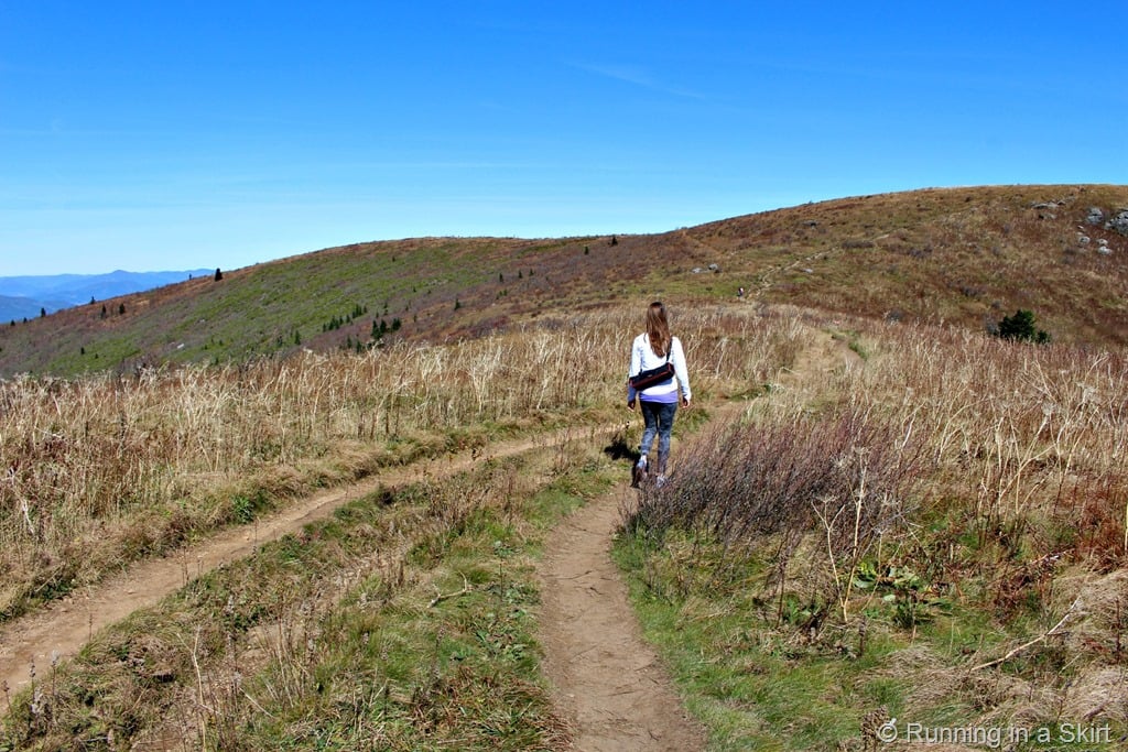 Hiking trail to get to Black Balsam near Asheville.