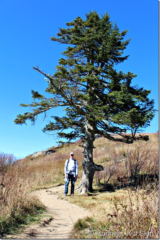 black-balsam-hike-tree