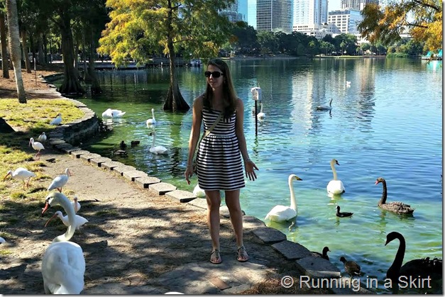 lake eola ducks 3