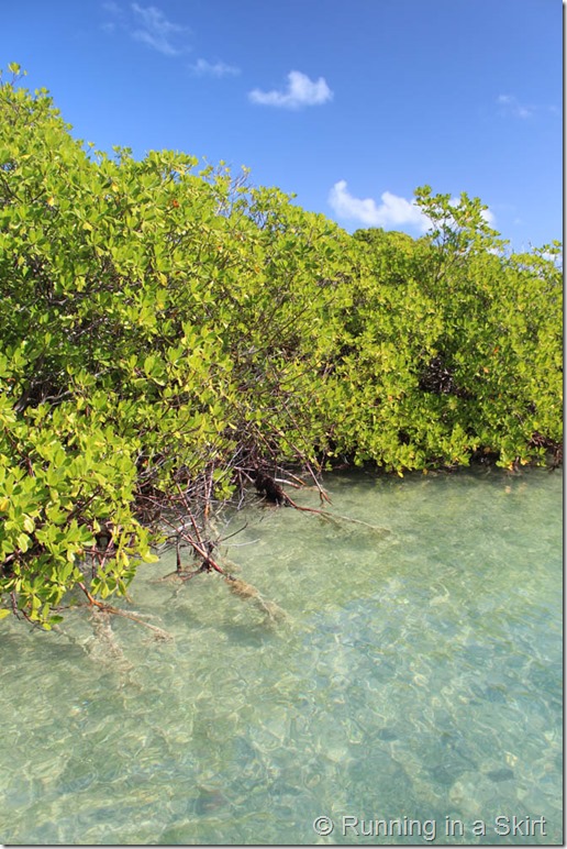 Mangroves Antigua