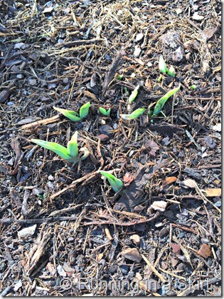 spring daffodils 2015