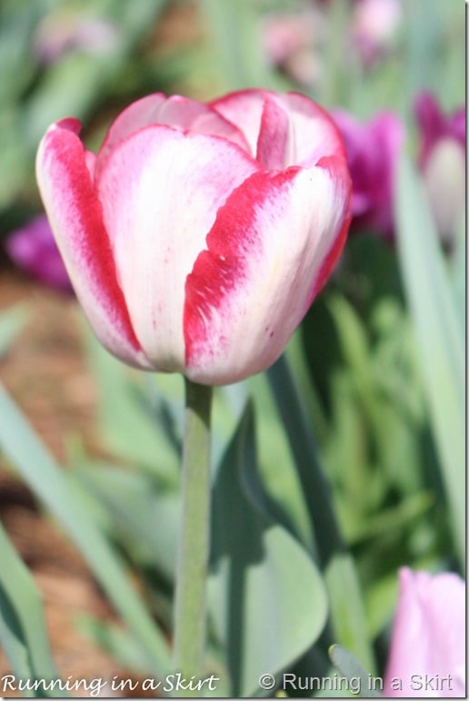 Visiting the Biltmore in Spring is the perfect time to catch the flowers bloom!  The Biltmore Tulips are spectacular!