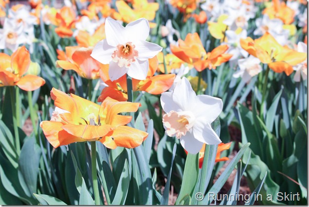 Visiting the Biltmore in Spring is the perfect time to catch the flowers bloom!  The Biltmore Tulips are spectacular!