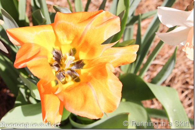 Visiting the Biltmore in Spring is the perfect time to catch the flowers bloom!  The Biltmore Tulips are spectacular!