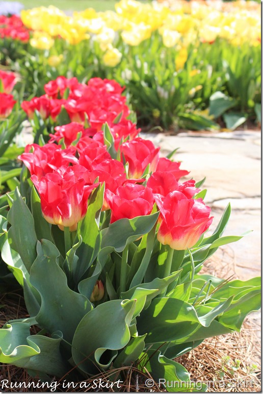 Visiting the Biltmore in Spring is the perfect time to catch the flowers bloom!  The Biltmore Tulips are spectacular!