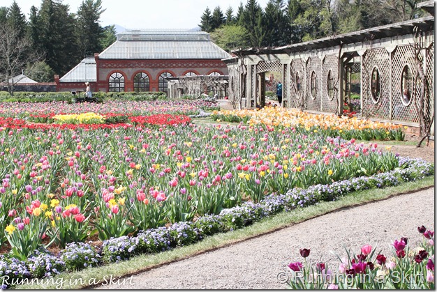 Visiting the Biltmore in Spring is the perfect time to catch the flowers bloom!  The Biltmore Tulips are spectacular!